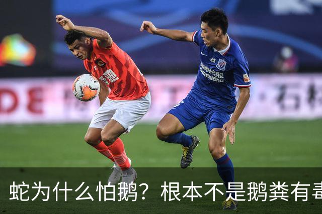蛇为什么怕鹅？根本不是鹅粪有毒！真正原因是大鹅三大绝杀技能