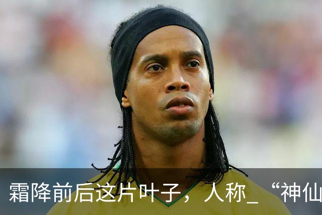 霜降前后这片叶子，人称 “神仙叶”！晒干熬汤泡水喝，润肺疏肝！